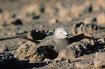 Grey gull {Leucophaeus modestus} on ground nest, Atacama Desert, Chile, South America