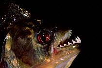Piranha portrait {Serrasalmidae} captive Amazonia, Ecuador