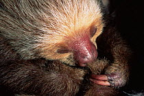 Hoffmann's two toed sloth {Choloepus hoffmanni} C Ecuador