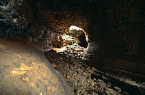 Lava tunnels in highlands, Santa Cruz Island, Galapagos Islands