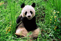 Giant Panda eating babmboo {Ailuropoda melanoleuca} China captive