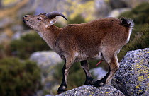 Spanish ibex wild goat with erect penis {Capra pyrenaica} Gredos, Avila, Spain
