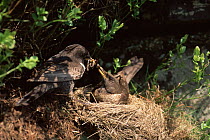 Ring ouzel male feeds female at nest {Turdus torquata} Peak district NP, UK