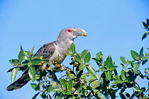 Channel billed cuckoo feeding in fig tree, Australia {Scythrops novaehollandiae}