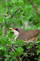 Yellow billed cuckoo on nest {Coccyzus americanus} Texas, USA.