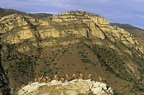 Griffon vultures {Gyps fulvus} perched on top of cliff, Spain