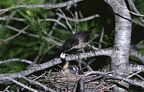 Orphean warbler removed fecal pellet from chick {Sylvia hortensis} Alicante, Spain