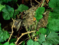 Whitethroat feeds chicks at nest {Sylvia communis} Somerset, UK