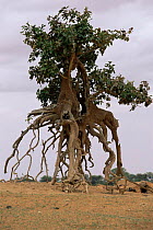 Tree with exposed roots on banks of Niger river, Mali, West Africa