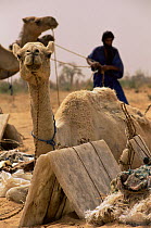 Camels resting, part of Bedouin salt caravan, Mali, West Africa