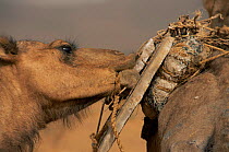 Camel chewing salt on Bedouin salt caravan, Mali, West Africa