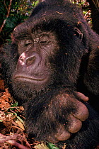 Silverback mountain gorilla sleeping {Gorilla beringei} Virunga NP, Democratic Republic of Congo.