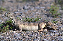 Spiny tailed lizard (Uromastyx thomasi) Jaaluni, Oman