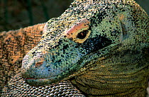Komodo Dragon head portrait {Varanus komodoensis} captive, Tauranga Zoo, Sydney, Australia