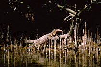 Asian Water Monitor lizard {Varanus salvator} among pneumatophores (aerial roots) in Mangroves, India