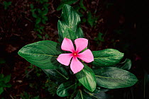 Madagascar periwinkle (rosy) {Catharanthus roseus} Madagascar source of cancer drug