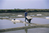 Collecting salt in wheelbarrow at La Briere salt works, France