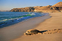 Green turtle returning to sea {Chelonia mydas} after laying eggs, Ras Al Junayz, Oman, October