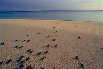 Newly hatched Green turtle babies heading for the sea {Chelonia mydas}, Turtle Island, Philippines