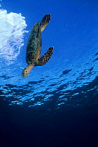 Hawksbill turtle {Eretmochelys imbricata} diving from sea's surface, Poive Is, Amirantes Group, Seychelles
