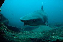 Tiger shark {Galeocerdo cuvieri} Indian Ocean off South Africa