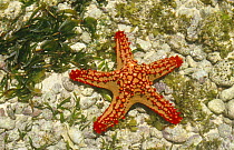 Sea star {Asteroidea} Watamu, Kenya