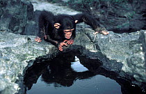 Chimpanzee looking at its reflection {Pan troglodytes} Ituri Forest, N.E.Zaire, Africa (chimp chimps chimpanzees)