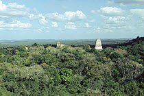 Ancient Maya temple remains emerging from rainforest, Tikal, Guatemala, Central America
