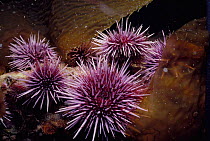 Purple sea urchins {Strongylocentrotus purpuratus} feeding on kelp, Pacific, California, USA