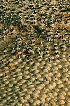 Peruvian booby nesting colony {Sula variegata} Lobos de Tierra, Peru