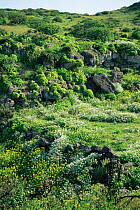 Wild flowers blooming in the rainy season, Dhofar mountains, south Oman