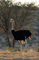 Ostrich male {Struthio camelus} Gemsbok, Kalahari, South Africa.