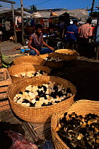 Domesticated ducklings and chickens for sale Tamatave market, Madagascar.