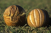 Two Three banded armadillos {Tolypeutes tricinctus} rolled up in a ball for defense, captive
