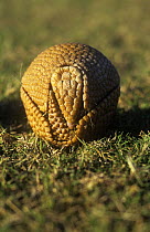 Three banded armadillo {Tolypeutes tricinctus} rolled up in a ball for defense, captive