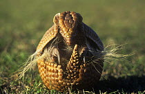 Three banded armadillo {Tolypeutes tricinctus} rolling up into / unrolling from a ball for defense, captive