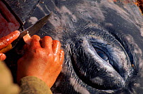 Butchering grey whale kill on beach, Chukotka, Siberia, Russia