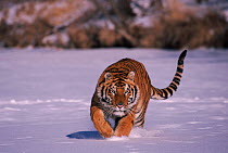 Siberian Tiger walking in snow {Panthera tigris altaica}