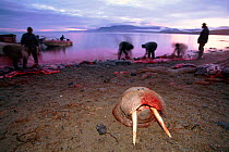 Butchering walrus carcass on beach, Chukotka, Siberia, Russia