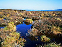 Typical moorland at Cairngorm Highlands Scotland, UK