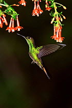 Violet fronted brilliant hummingbird {Heliodoxa leadbeateri} Manu NP. Peru