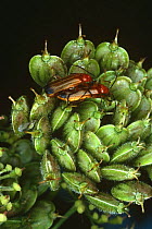 Soldier beetles mating (Rhagonycha fulva) England, UK