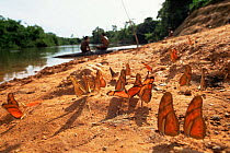 Butterflies (Heliconidae sp) feeding on mineral deposits on Rio Iriri river bank, Kyado Settlement, Amazon Basin, South America