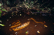 Anaconda {Eunectes murinus) after ingesting Peccary prey, night, Amazon, Ecuador, South America