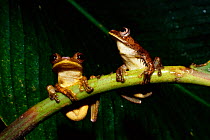 Treefrogs sitting on branch portrait {Hyla sp} Ecuadorian Amazon. Ecuador