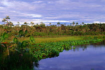 Successional vegetation encroaching on jungle lake, Ecuadorian Amazon, South America