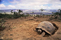 Giant tortoise {Geochelone elephantopus}, Alcedo Volcano, Isabela Island, Galapagos