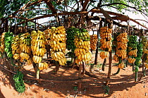 Roadside stall selling Bananas in various stages of ripeness, Kisii, Western Kenya