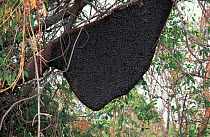 Wild Honey bee nest {Apis mellifera} Tangkoko NP, Sulawesi. Indonesia