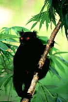 Male Black lemur {Lemur macaco macaco} Nosy Komba, Madagascar